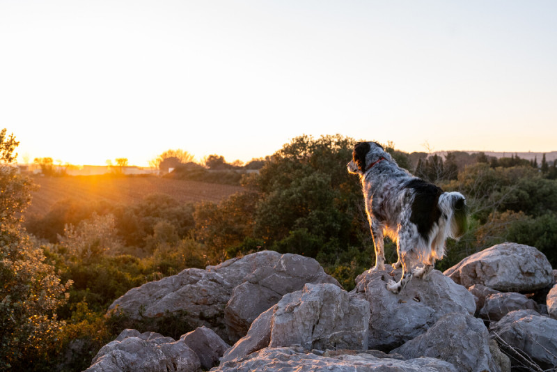 Mis vacaciones con mi perro