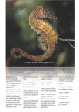 Affiche Découverte des Hippocampes