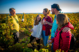 degustation-dans-les-vignes-d-cavailhes-nps-ot-thau-19231-1200px-94053