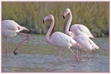 Flamants Roses