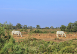 Le Gitan Safari Photo