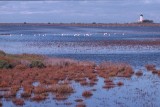 Paysage de Camargue