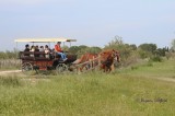 Safari en calèche