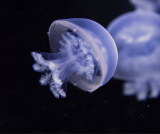 seaquarium-7-351562