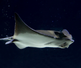 seaquarium-8-351563