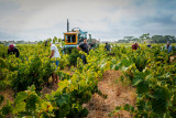 vendanges-domaine-de-la-plaine-a-blanc-thau-en-mediterranee-19378-1200px-94046