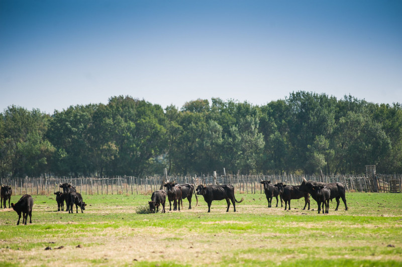 camargue-autrement-safari-4x4-et-excursions-en-velos-electriques-05-71465