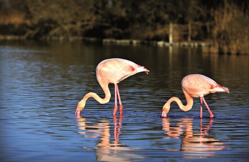 flamant-roses