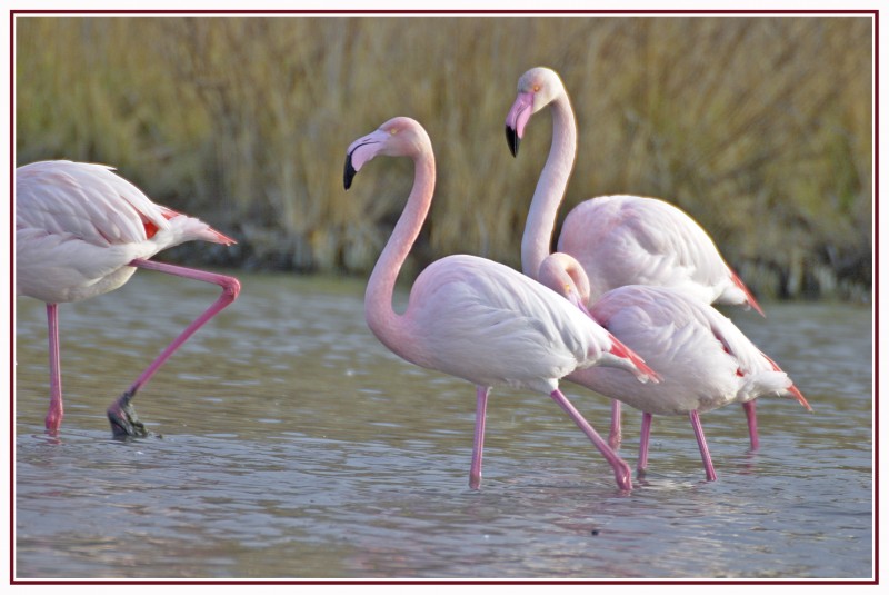 Flamants Roses