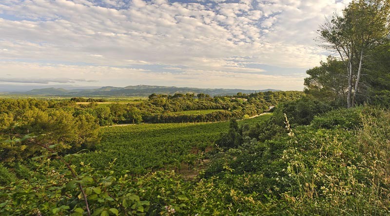 Mas Daumas Gassac - Domaine viticole