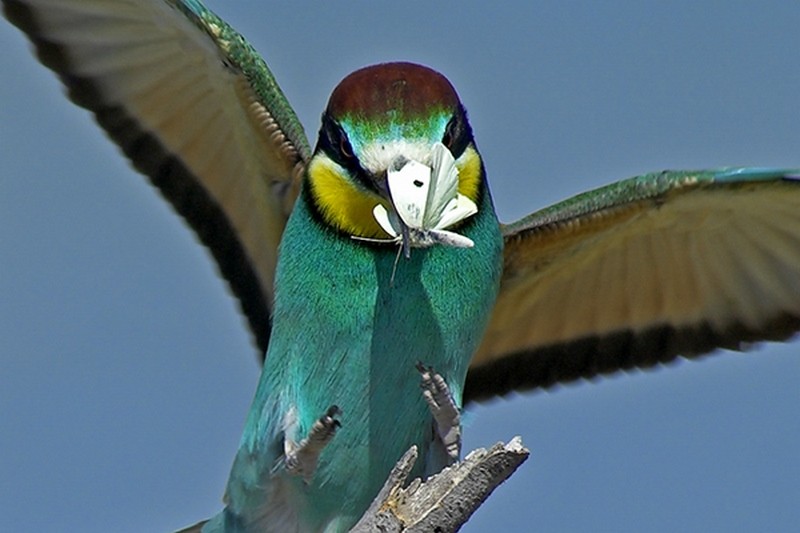 Oiseaux Camargue