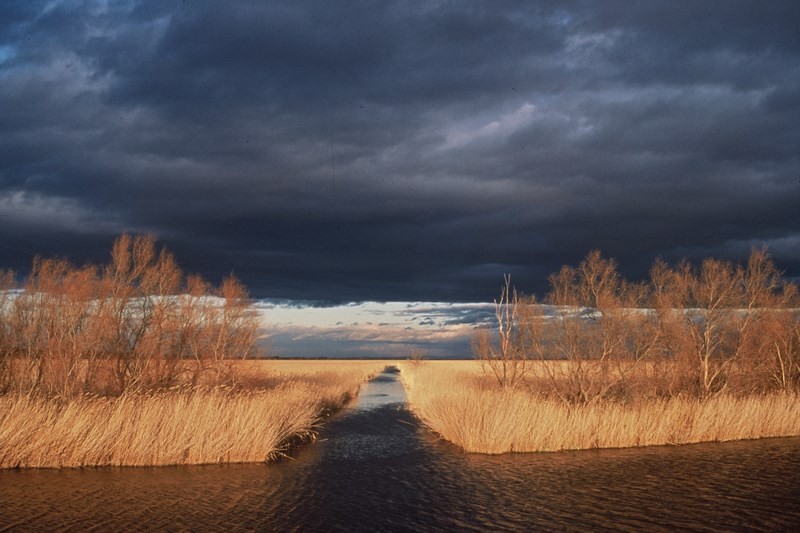 Paysage de Camargue