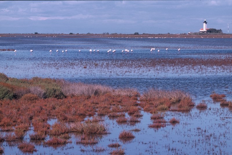 Paysage de Camargue