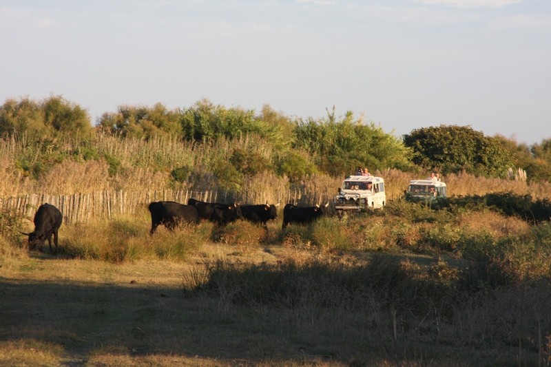 Safari en 4 x 4