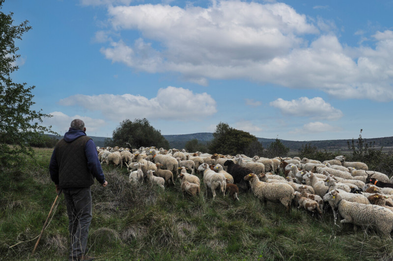 transhumance-m-ricard-ot-thau-21970-1200px-94027