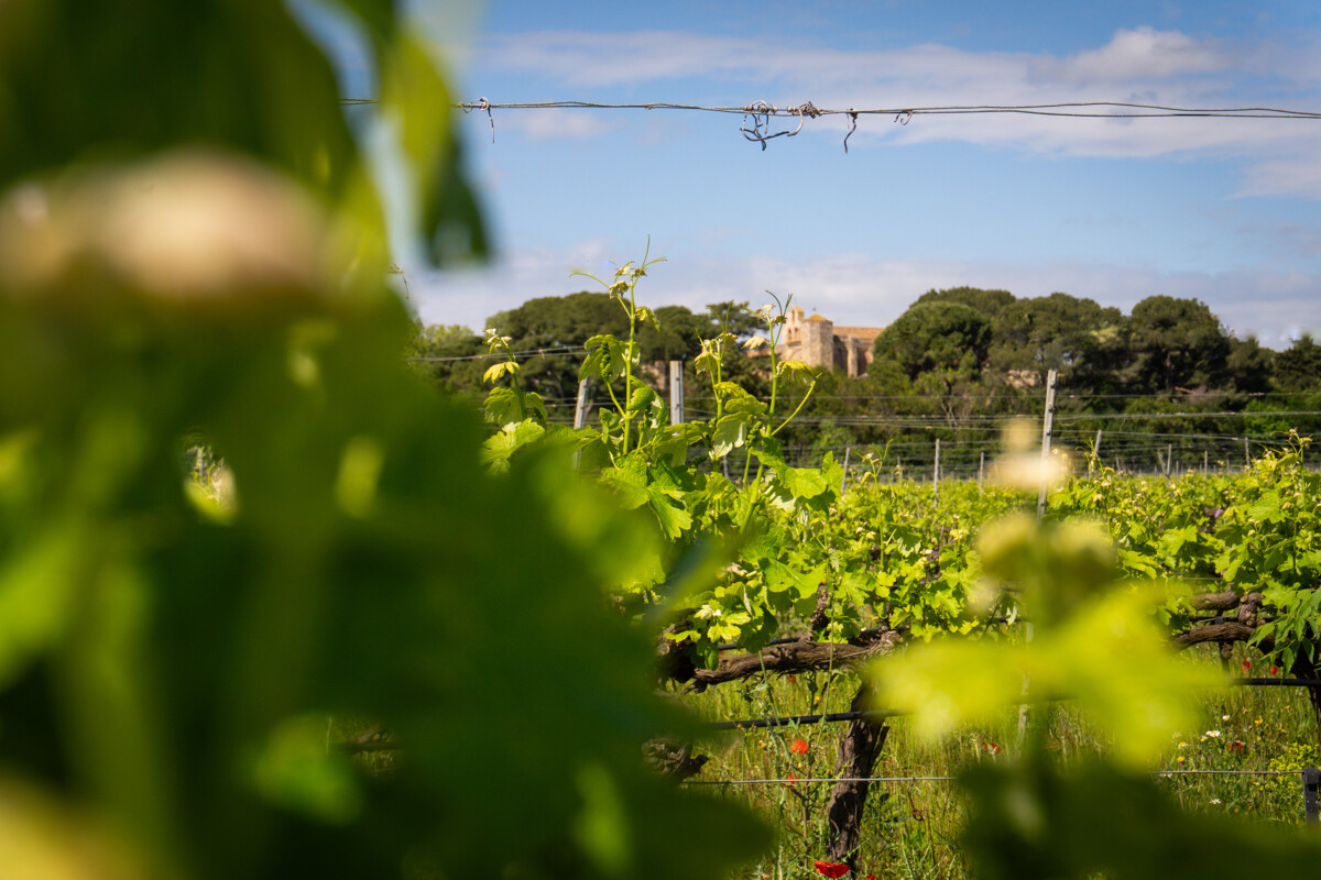 Archipel de Thau - Viticulture - © Office de tourisme Archipel de Thau