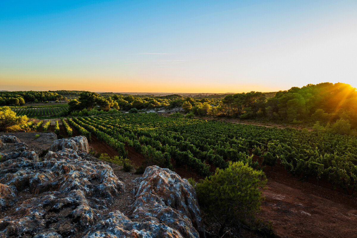 Archipel de Thau - Viticulture - © Office de tourisme Archipel de Thau
