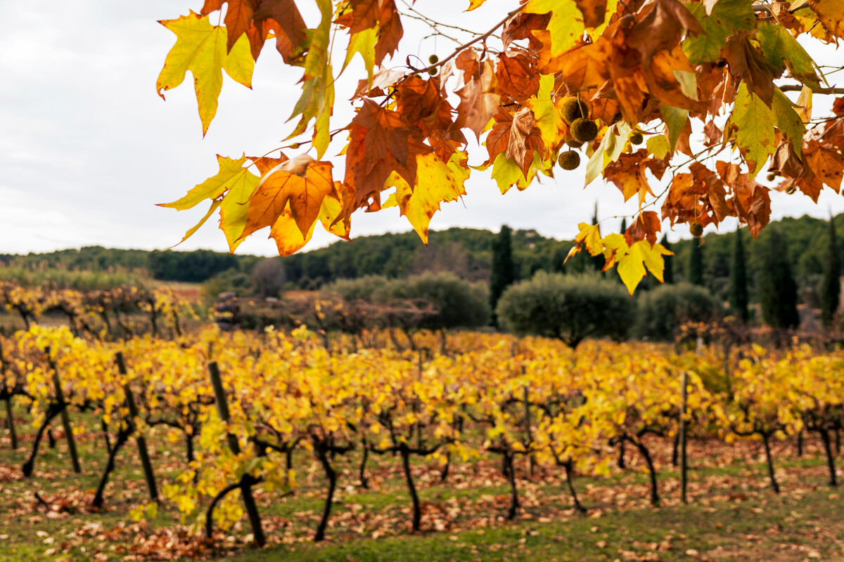 Archipel de Thau - Viticulture - © Office de tourisme Archipel de Thau