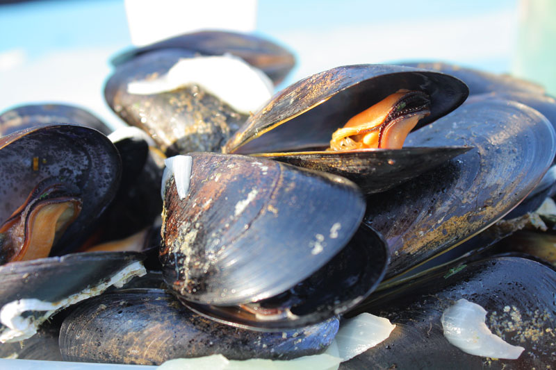 moules-coquillages-thau - © Hugo Da Costa