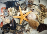 Vie marine entre Mer Méditerranée, canaux de Sète et étang de Thau.jpg