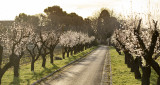 allee-des-amandiers-printemps-fleurs-i7a9989-8743609