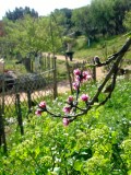 photo-jardin-antique-m-diterran-en-5624870