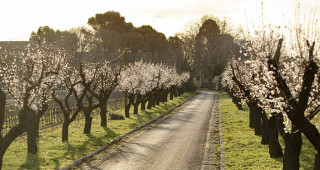allee-des-amandiers-printemps-fleurs-i7a9989-8743609