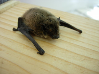 pipistrelle-commune2-lpo34-10320500