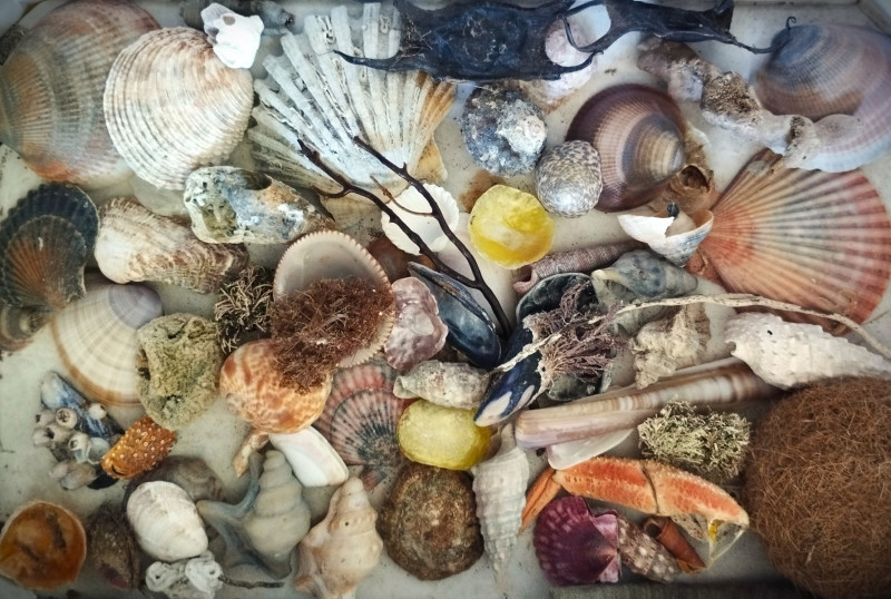 Traces de vies marines sur la plage de Sète.jpg