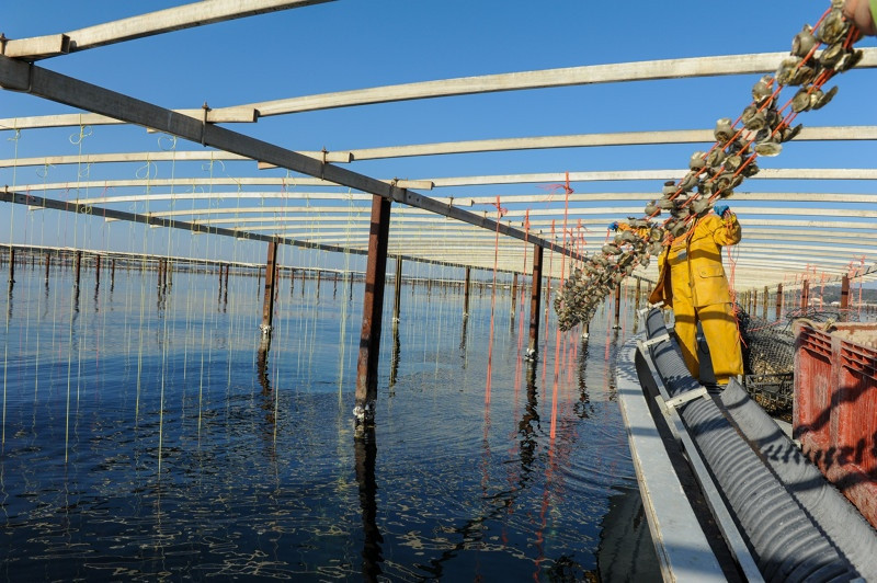 Profitez de votre séjour pour découvrir les parcs à huîtres du Bassin de Thau Profitez de votre séjour pour découvrir les parcs à huîtres du Bassin de Thau