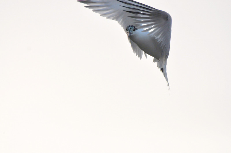 ailes-salins-karl-callwood-iln3h5-by-q-unsplash-10280299
