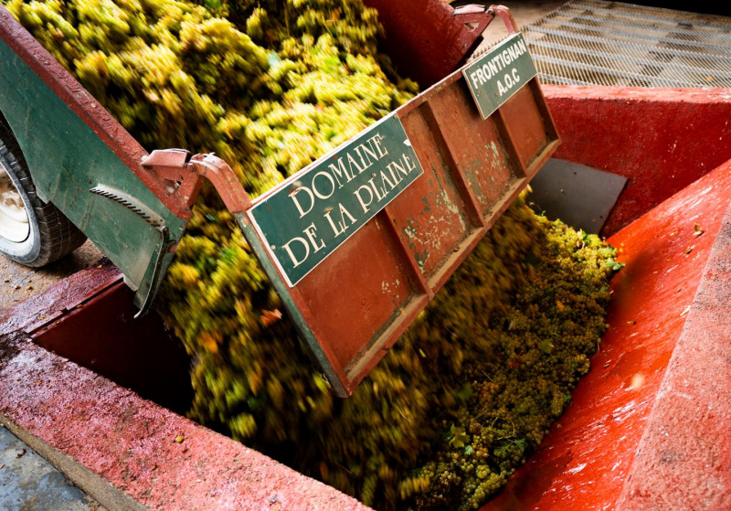 domaine-de-la-plaine-aureliablanc-thau-en-mediterranee2-9113717