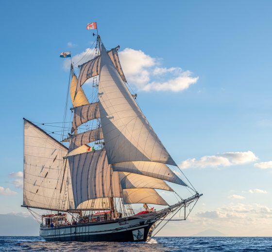 florette-18954539 florette-18954539