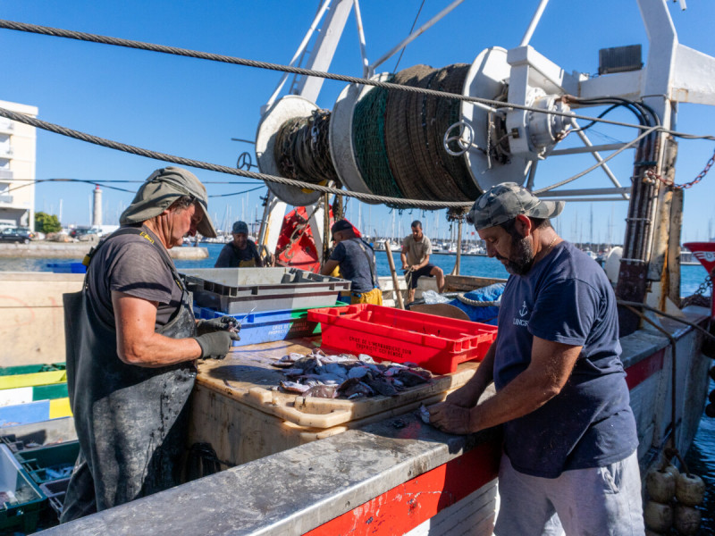 la-criee-port-de-sete-m-ricard-ot-thau-28108-1200px-14525801