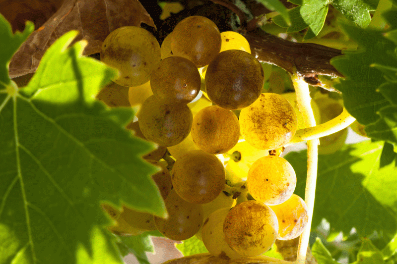 raisins muscat