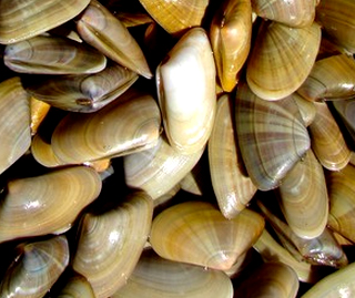 nom des coquillages de mer